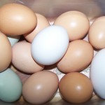 chicken eggs